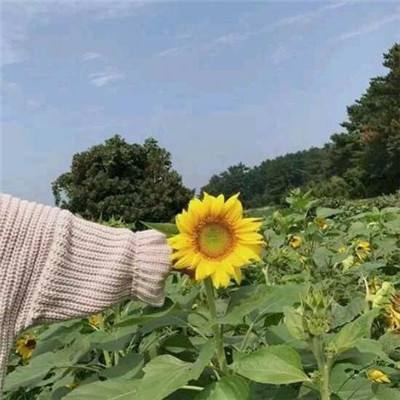 城市极限挑战赛游戏下载